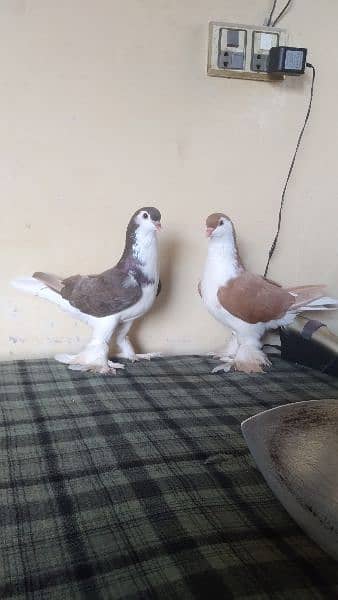 lahore Sherazi pigeon (females) huge size 12