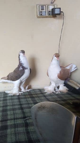 lahore Sherazi pigeon (females) huge size 13