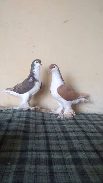 lahore Sherazi pigeon (females) huge size 14