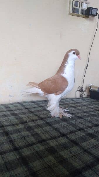 lahore Sherazi pigeon (females) huge size 1