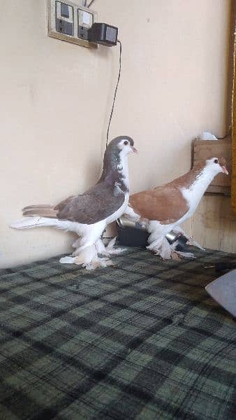 lahore Sherazi pigeon (females) huge size 15