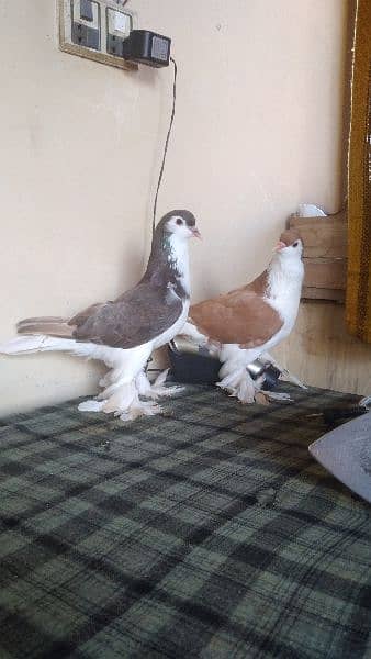 lahore Sherazi pigeon (females) huge size 16