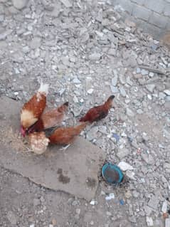 misri mirgia urgent sale ande wale,with cage,2 khano wala