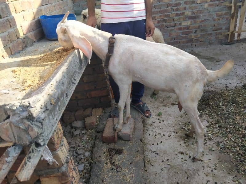 Bakri for Sale 0