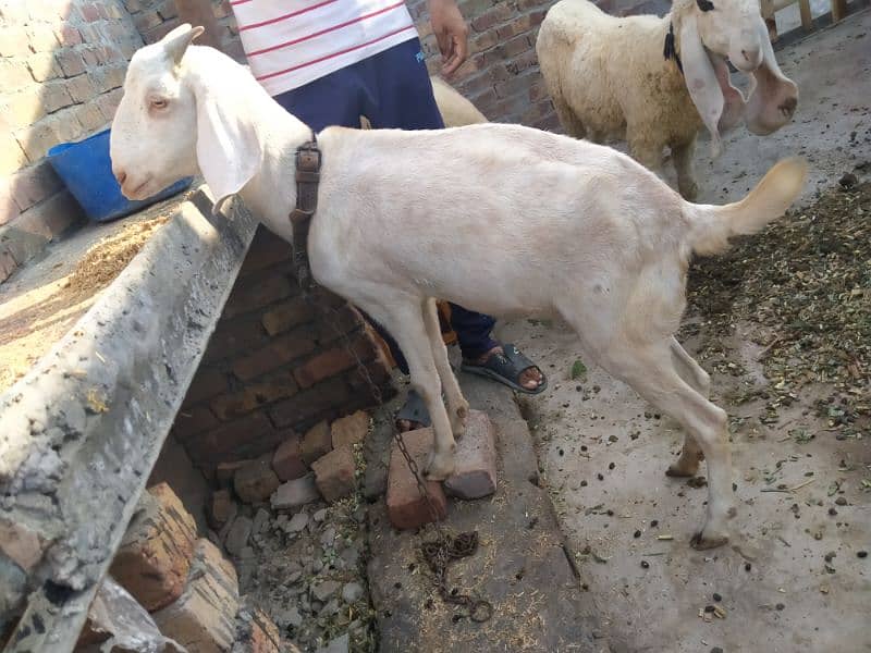 Bakri for Sale 1