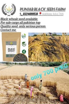 Black wheat seed available for sale