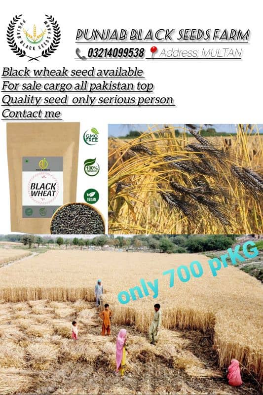 Black wheat seed available for sale 0