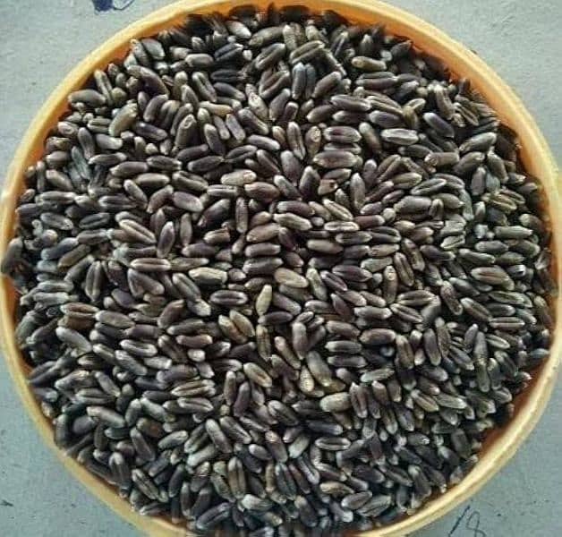 Black wheat seed available for sale 1