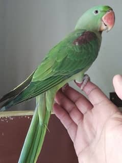 Raw Parrot for sale