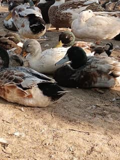 Male Ducks for sale. . age 8 months