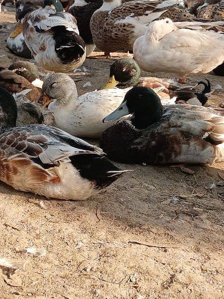 Male Ducks for sale. . age 8 months 0