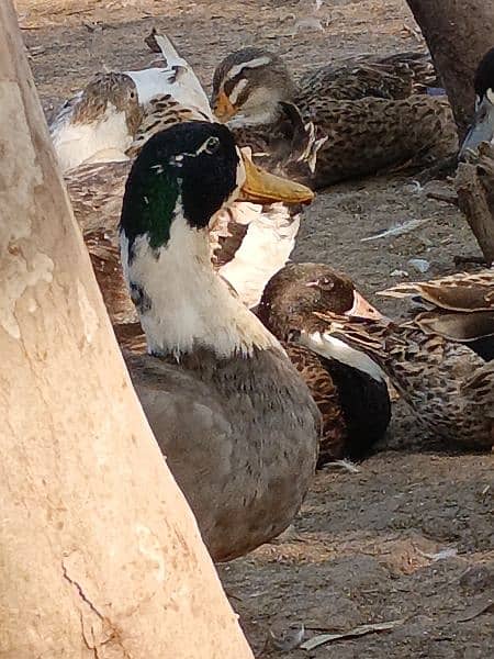 Male Ducks for sale. . age 8 months 2