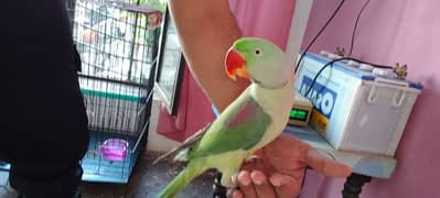 Kashmiri Raw Parrot