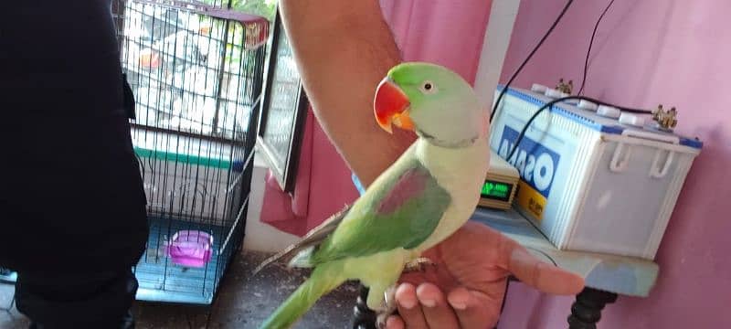 Kashmiri Raw Parrot 0