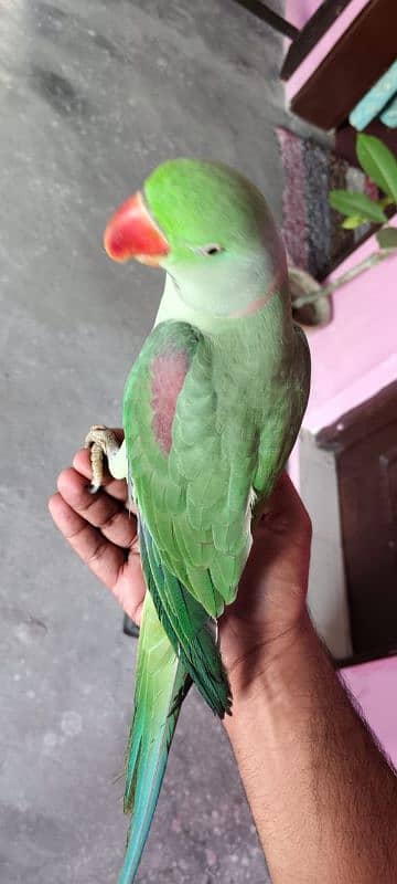 Kashmiri Raw Parrot 1