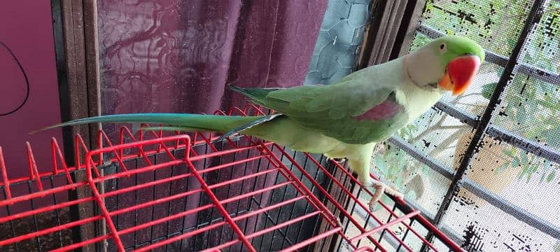 Kashmiri Raw Parrot 2