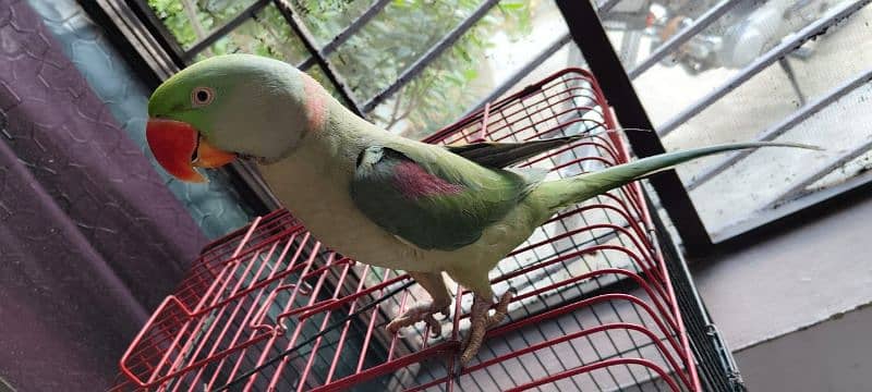 Kashmiri Raw Parrot 3