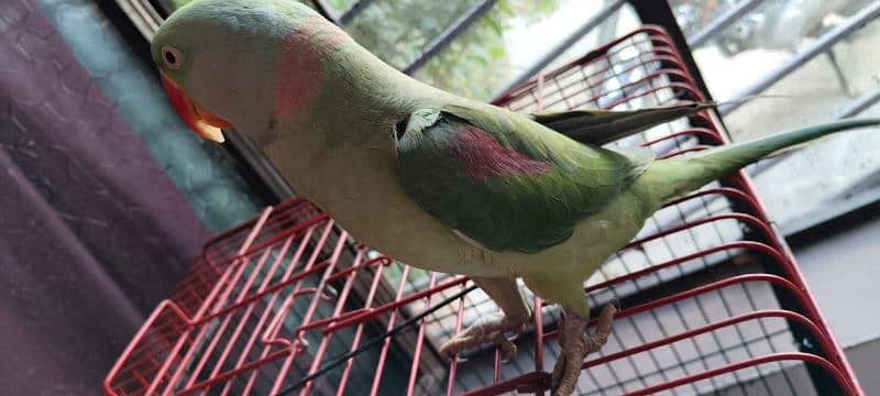 Kashmiri Raw Parrot 4