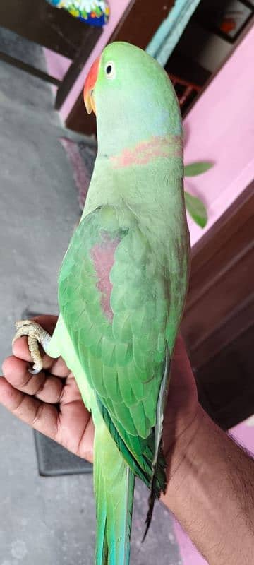 Kashmiri Raw Parrot 5