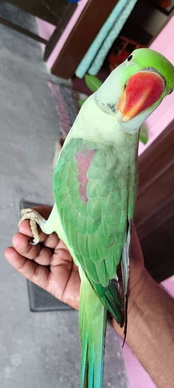 Kashmiri Raw Parrot 6