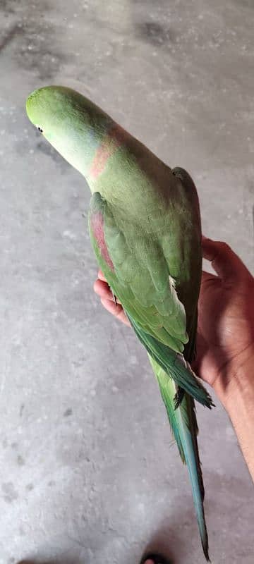 Kashmiri Raw Parrot 7