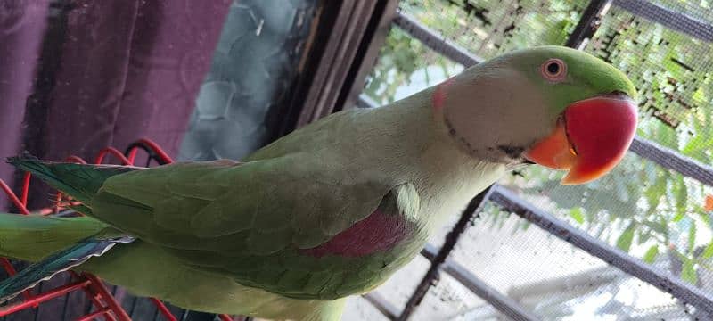 Kashmiri Raw Parrot 8