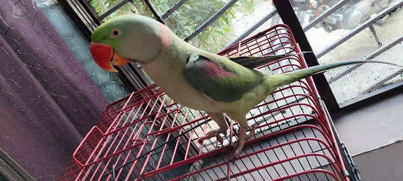 Kashmiri Raw Parrot 9