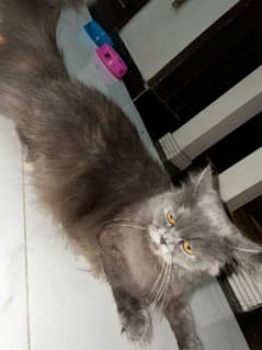 Female Persian Cat