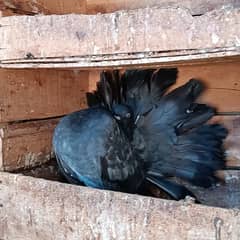 English and American fantail pigeons