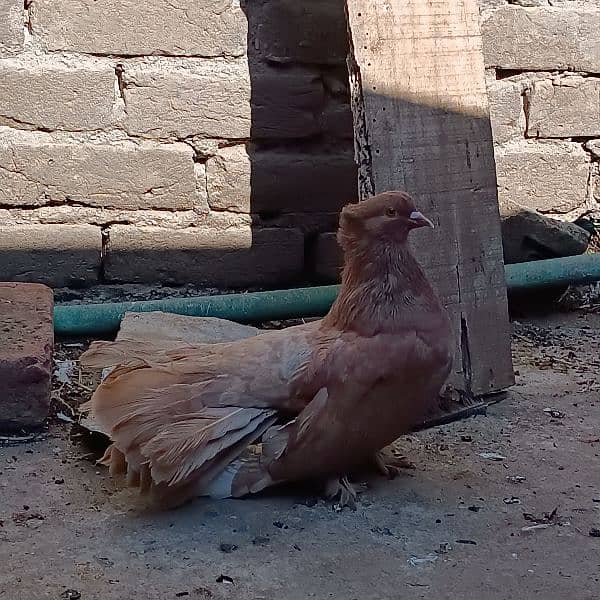 English and American fantail pigeons 2