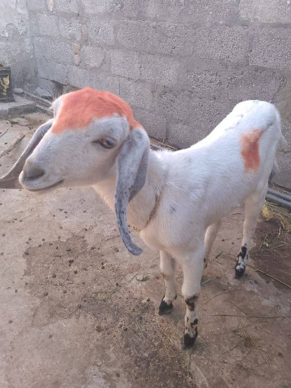 bakri for sell 1