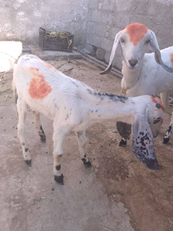 bakri for sell 3