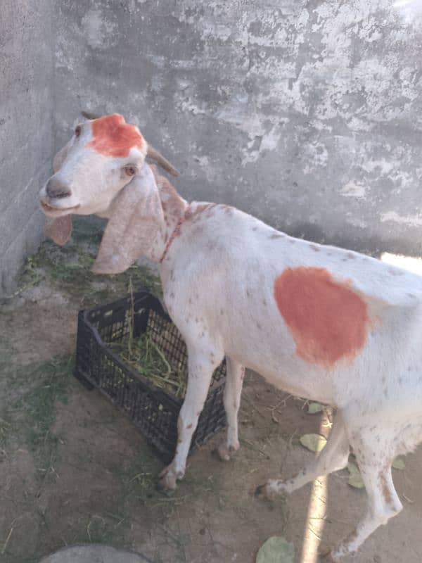 bakri for sell 4