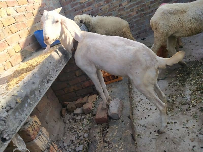 Bakri For Sale 03047421185 0