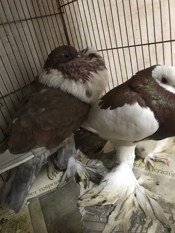 Gubara pair white Pair and 1x King White for sale 3