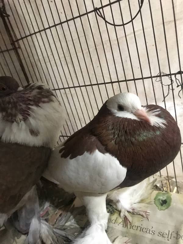 Gubara pair white Pair and 1x King White for sale 4