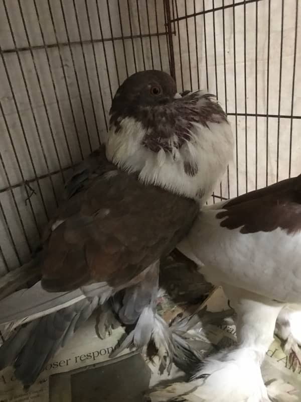 Gubara pair white Pair and 1x King White for sale 5