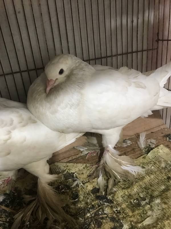 Gubara pair white Pair and 1x King White for sale 8