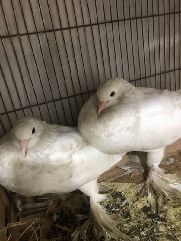 Gubara pair white Pair and 1x King White for sale 9