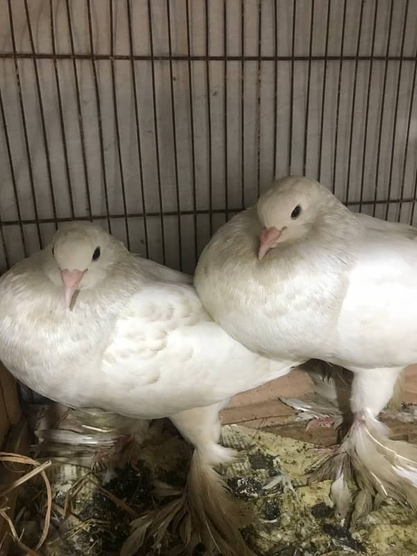 Gubara pair white Pair and 1x King White for sale 10