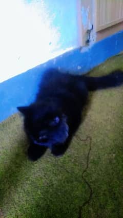 black persian cat female