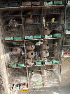 Australian parrot or 12 box cage 0