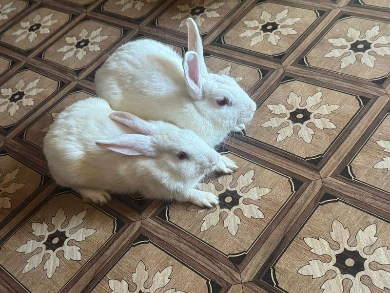 pair of rabbits 2000 0