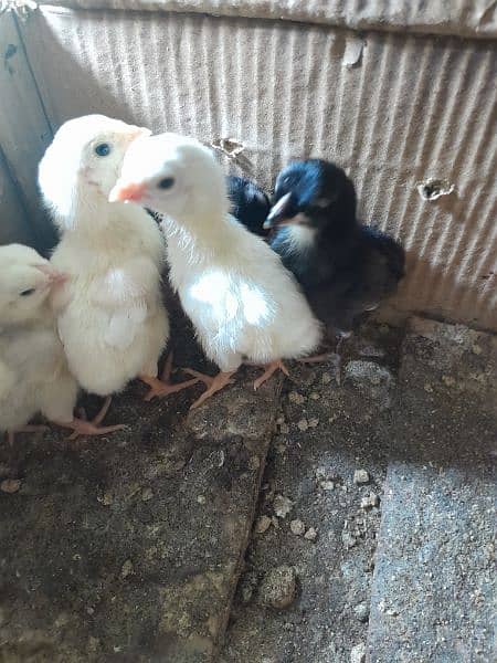 imported indian gaint chicks,here pair,Qandhari parrot beak female 5