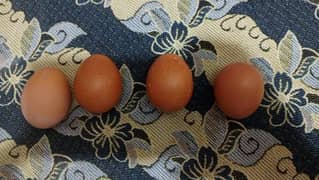 Lohmen Brown (Desig Eggs)