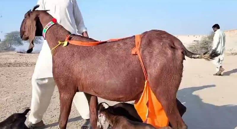 3 bacchon wale bakri sale call 03433066498 1