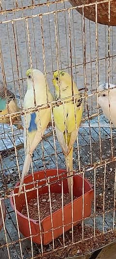 3 BUDGIE  PAIR