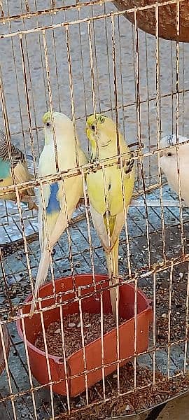 3 BUDGIE  PAIR 0