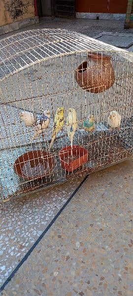 3 BUDGIE  PAIR 2