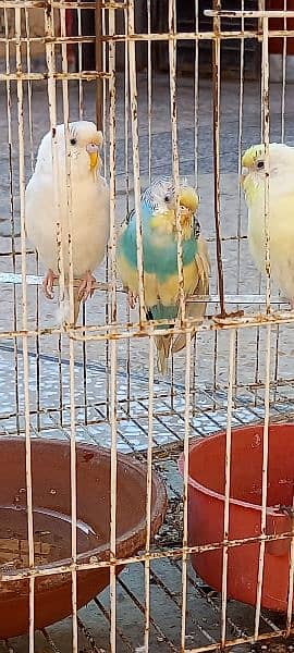 3 BUDGIE  PAIR 7